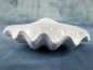 Preview: Muschelschale Mother of Pearl 2 | Perlmutt